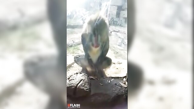Laugh out loud with this monkey as he jerks off for two girls